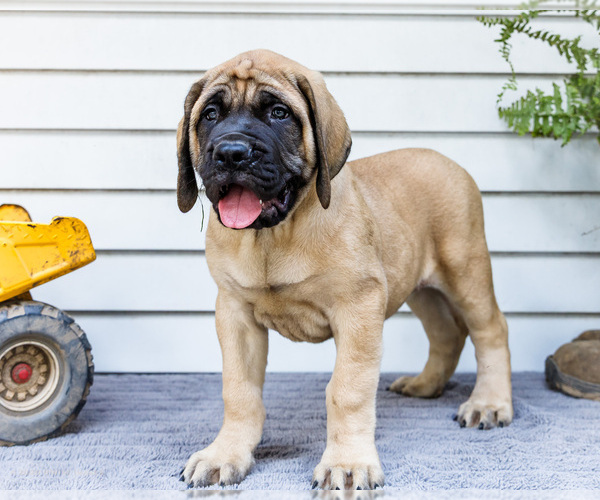 Medium Photo #5 Mastiff Puppy For Sale in WAKARUSA, IN, USA