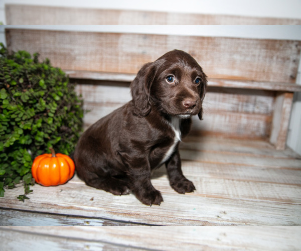 Medium Photo #3 Cocker Spaniel Puppy For Sale in SHREVE, OH, USA