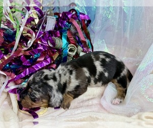 Dachshund Puppy for sale in CASSVILLE, MO, USA