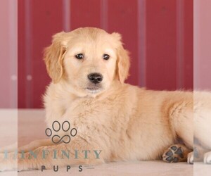 Golden Retriever Puppy for sale in MANHEIM, PA, USA
