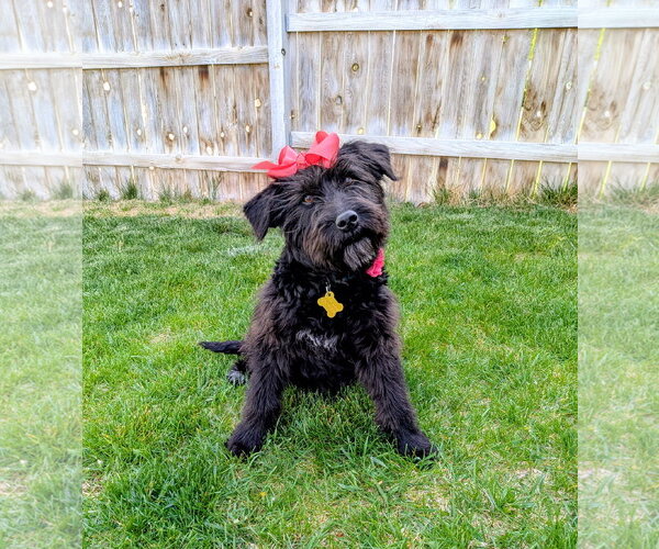 Medium Photo #1 Poodle (Standard)-Unknown Mix Puppy For Sale in Sandy, UT, USA