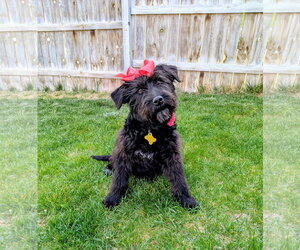 Poodle (Standard)-Unknown Mix Dogs for adoption in Sandy, UT, USA