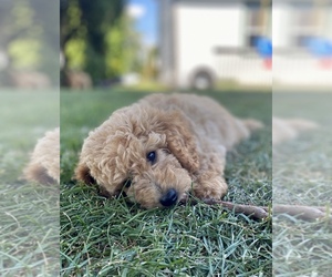 Goldendoodle (Miniature) Puppy for sale in EPHRATA, PA, USA
