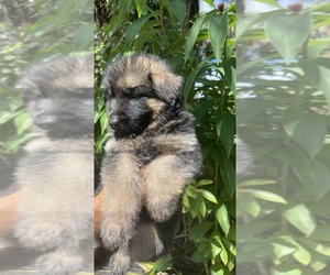 German Shepherd Dog Puppy for sale in FORT MYERS, FL, USA