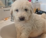 Small #11 Goldendoodle
