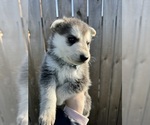 Small Photo #2 German Shepherd Dog Puppy For Sale in BELLINGHAM, WA, USA