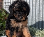 Small Photo #24 Poodle (Toy) Puppy For Sale in GOSHEN, IN, USA