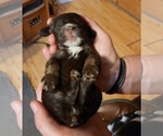 Puppy Puppy 3 Cocker Spaniel