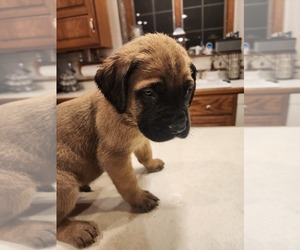 Mastiff Puppy for Sale in KANKAKEE, Illinois USA