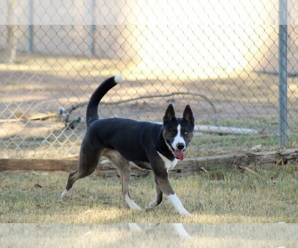 Medium Photo #2 Siberian Husky Puppy For Sale in El Centro, CA, USA