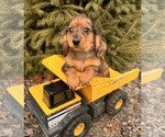 Small #4 Dachshund
