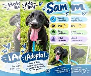Chihuahua-Labrador Retriever Mix Dogs for adoption in Virginia Beach, VA, USA