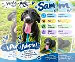 Sam - Female Chihuahua-Labrador Retriever Mix Dog for Adoption - Small photo
