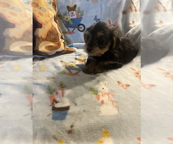 Medium Photo #9 Shorkie Tzu Puppy For Sale in LEBANON, OR, USA