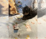 Litter of 16 - Male(s) and Female(s) Shorkie TzuLitter of Puppies for Sale - Photo #9