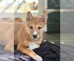 Small #9 Shiba Inu