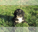 Small #2 Bernedoodle
