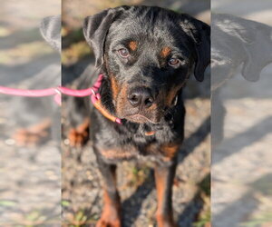 Yogi - Male Rottweiler Dog for Adoption - Photo #2