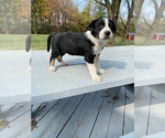 Small Photo #4 Collie Puppy For Sale in UNION SPRINGS, NY, USA