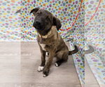 Small Anatolian Shepherd Mix