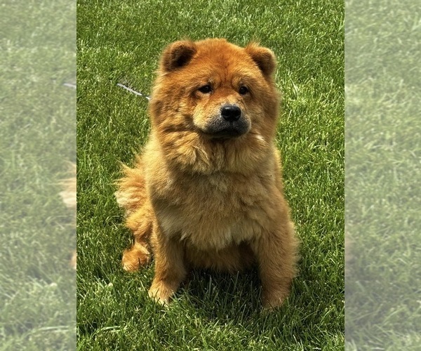Medium Photo #1 Chow Chow Puppy For Sale in WARSAW, IN, USA