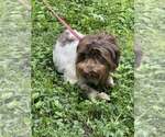 Small #7 Havanese