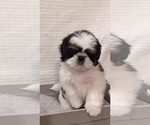 Small Photo #6 Shih Tzu Puppy For Sale in ATWATER, CA, USA