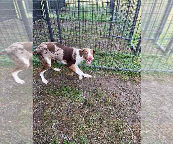 Medium Photo #1 Catahoula Leopard Dog-Unknown Mix Puppy For Sale in Abbeville, LA, USA