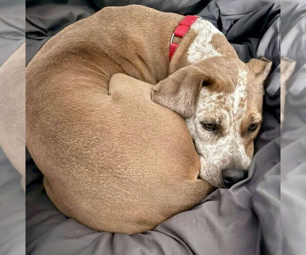 Medium Photo #4 Mutt Puppy For Sale in Canton, CT, USA