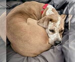 Small #3 Mutt