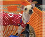 Small #10 Jack Chi