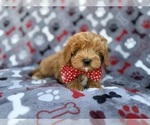 Small #2 Cavapoo (Miniature)