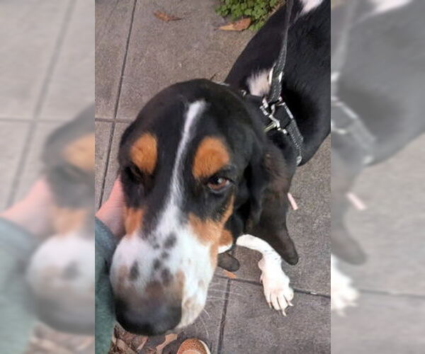 Medium Photo #5 Basset Hound Puppy For Sale in Deepwater, NJ, USA