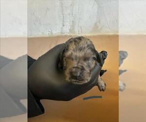 Labrottie Dogs for adoption in San Bernardino, CA, USA