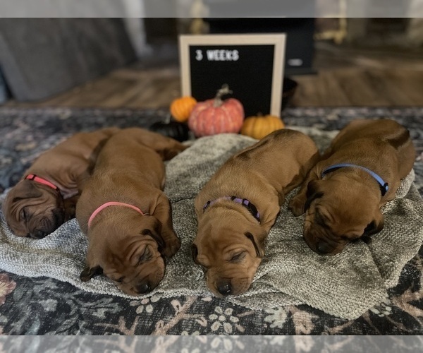 Medium Photo #1 Rhodesian Ridgeback Puppy For Sale in BOISE, ID, USA