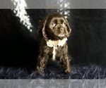 Small Photo #73 Cocker Spaniel Puppy For Sale in WARSAW, IN, USA