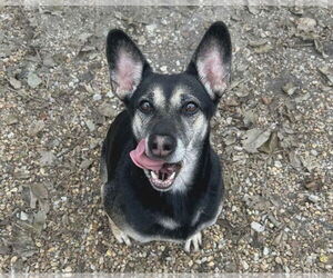 Gypsy - Female Australian Kelpie-Unknown Mix Dog for Adoption - Photo #4