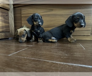 Dachshund Puppy for sale in CHANDLER, AZ, USA