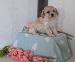 Small Photo #17 Cockapoo (Toy) Puppy For Sale in GOSHEN, IN, USA