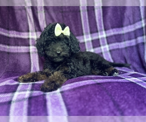 Medium Photo #2 Cavapoo Puppy For Sale in LAKELAND, FL, USA