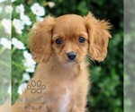 Small Cavapoo