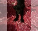 Puppy Chocolate Staffordshire Bull Terrier