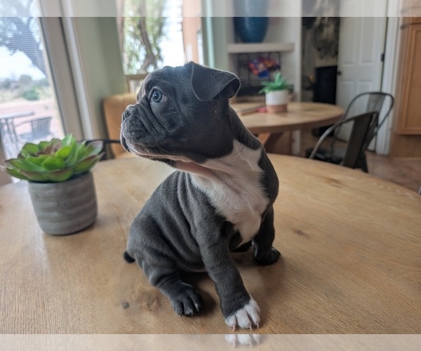 Medium Photo #1 Faux Frenchbo Bulldog Puppy For Sale in LAS CRUCES, NM, USA