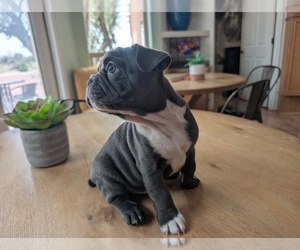Medium Faux Frenchbo Bulldog