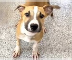 MILLIE - Female Beagle-Unknown Mix Dog for Adoption - Small photo