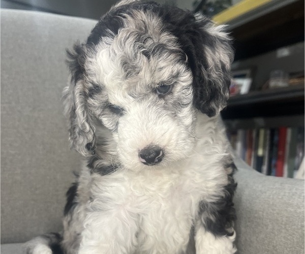 Medium Photo #9 Sheepadoodle Puppy For Sale in HUNTINGTON BEACH, CA, USA