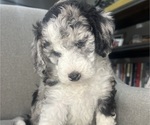 Small #8 Sheepadoodle