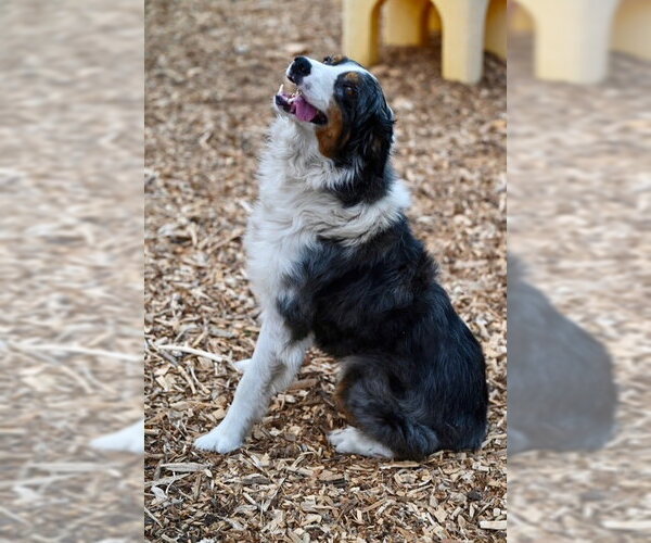Medium Photo #1 Australian Shepherd Puppy For Sale in Santa Cruz, CA, USA