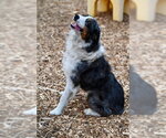 MOWGLI* - Male Australian Shepherd Dog for Adoption - Small photo