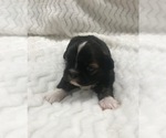 Small Photo #1 Shih Tzu Puppy For Sale in LEHIGHTON, PA, USA
